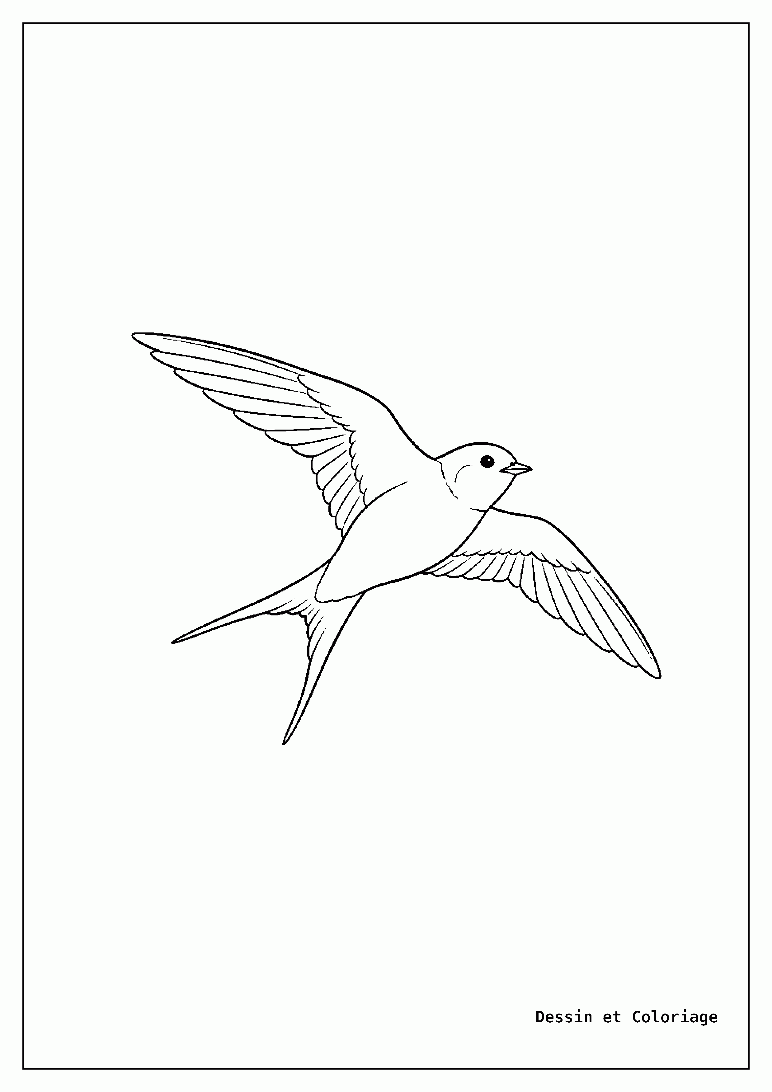 coloriage oiseau — Hirondelle en plein vol, ses ailes déployées et sa queue fourchue, le corps élancé.